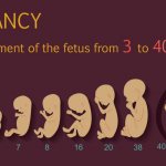 Day 23 of the discharge cycle during pregnancy 1