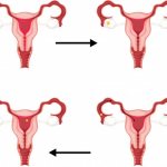 фазы менструального цикла
