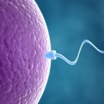 How does fertilization and conception occur?