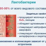 Lactobacilli in the vagina