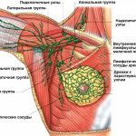 Лимфатические узлы молочной железы