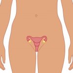 The uterus of a non-pregnant woman.