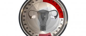 менструальный цикл женщины
