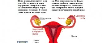 Месячные у девушек и женщин нужны для обеспечения репродуктивной функции
