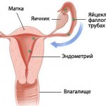 репродуктивная система женщины