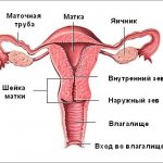 схема органов женщины