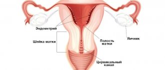 Схема женских половых органов